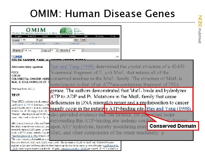 Conserved Domain NCBI Pub. Med OMIM: Human Disease Genes 