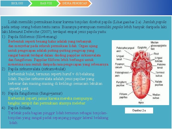 BIOLOGI BAB VIII INDRA PENGECAP Lidah memiliki permukaan kasar karena tonjolan disebut papila (Lihat