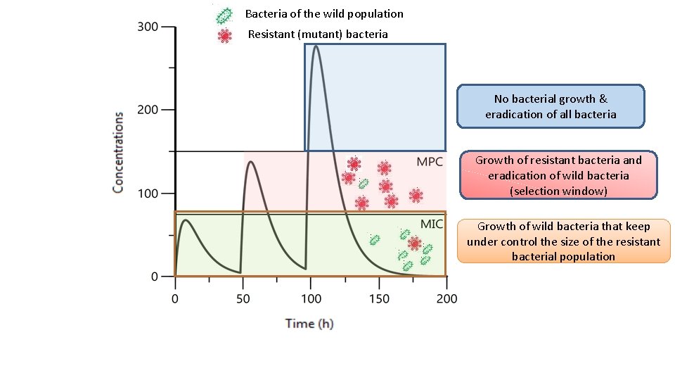 Bacteria of the wild population Resistant (mutant) bacteria No bacterial growth & eradication of