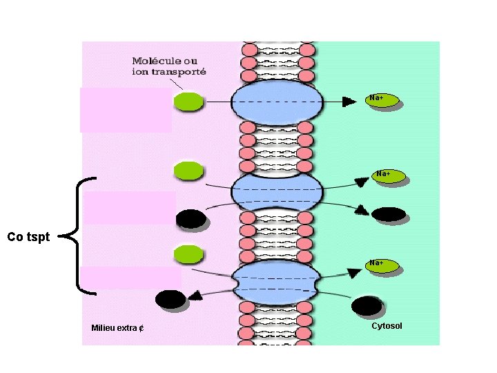 Na+ Co tspt Na+ Milieu extra ¢ Cytosol 