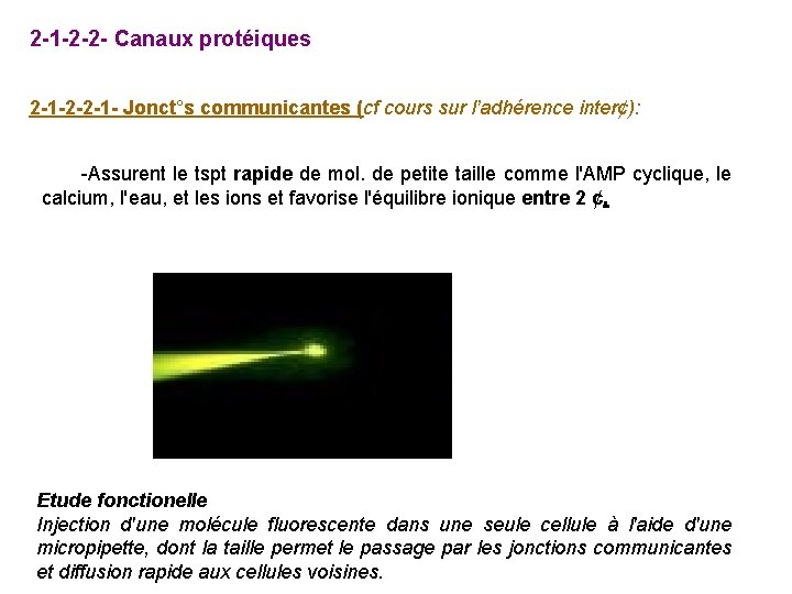 2 -1 -2 -2 - Canaux protéiques 2 -1 -2 -2 -1 - Jonct°s
