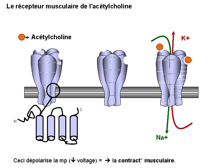 Le récepteur musculaire de l'acétylcholine Acétylcholine K+ a a a C N Na+ Ceci