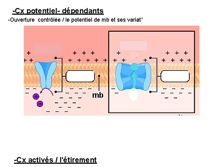 -Cx potentiel- dépendants -Ouverture contrôlée / le potentiel de mb et ses variat° -Ex: