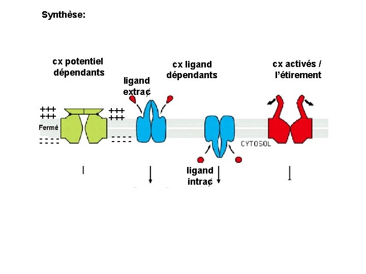 Synthèse: cx potentiel dépendants +++ - - - - ligand extra¢ cx ligand dépendants