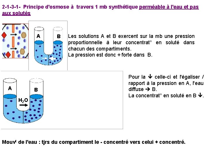 2 -1 -3 -1 - Principe d'osmose à travers 1 mb synthétique perméable à