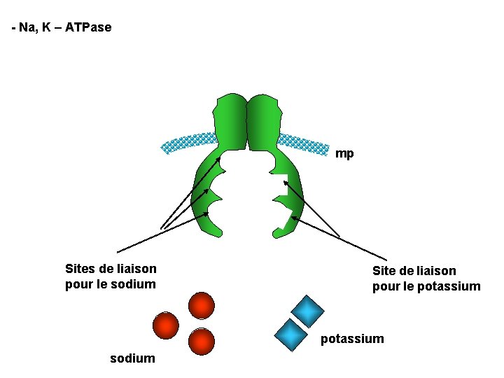 - Na, K – ATPase mp Sites de liaison pour le sodium Site de