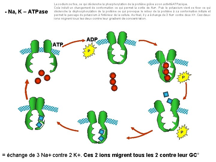 - Na, K – ATPase Le sodium se fixe, ce qui déclenche la phosphorylation