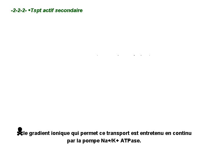 -2 -2 -2 - • Tspt actif secondaire – 2 mol ou + interagissent