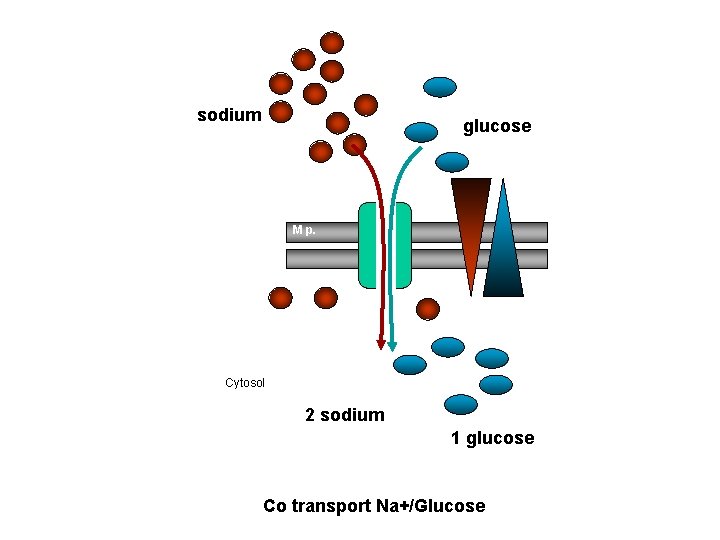  sodium glucose M p. Cytosol 2 sodium 1 glucose Co transport Na+/Glucose 