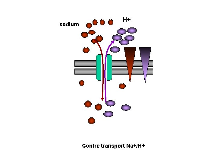 sodium H+ Contre transport Na+/H+ 