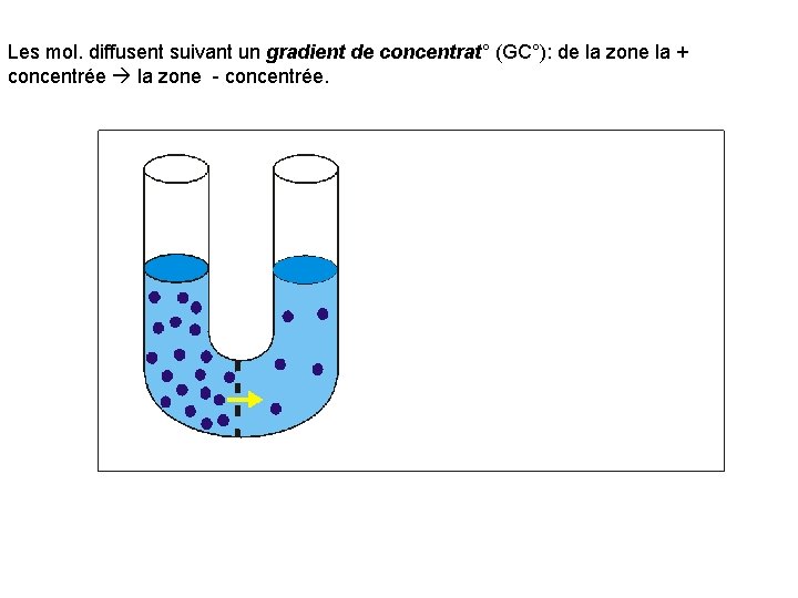 Les mol. diffusent suivant un gradient de concentrat° (GC°): de la zone la +
