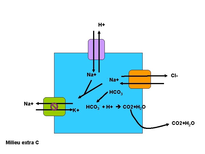 H+ Na+ - Na+ Cl- HCO 3 Na+ K+ HCO 3 - + H+