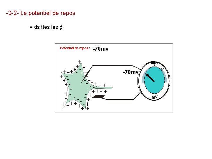 -3 -2 - Le potentiel de repos = ds ttes les ¢ Potentiel de