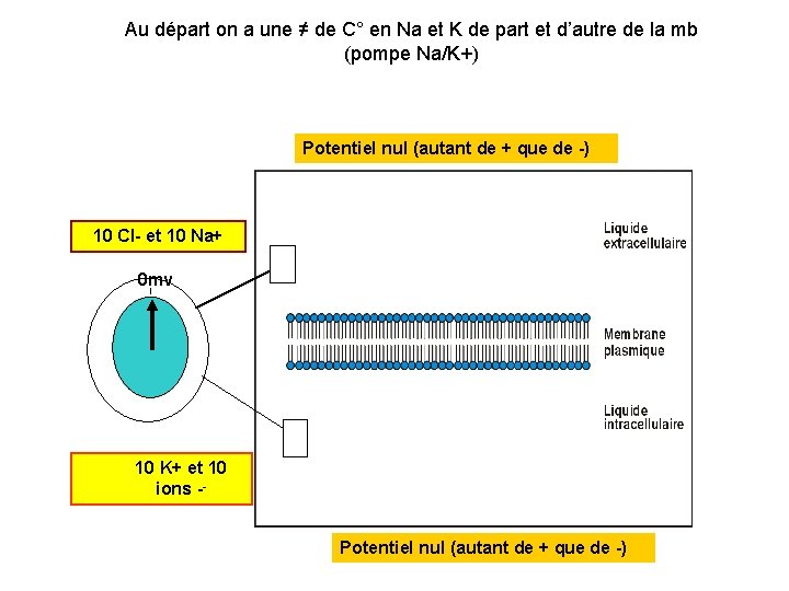 Au départ on a une ≠ de C° en Na et K de part