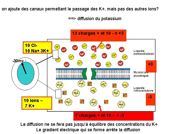 on ajoute des canaux permettant le passage des K+, mais pas des autres ions?