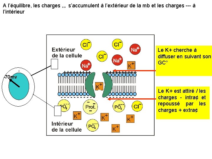 A l’équilibre, les charges ++ s’accumulent à l’extérieur de la mb et les charges