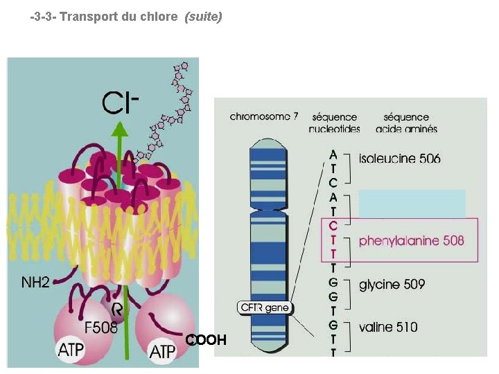 -3 -3 - Transport du chlore (suite) COOH 