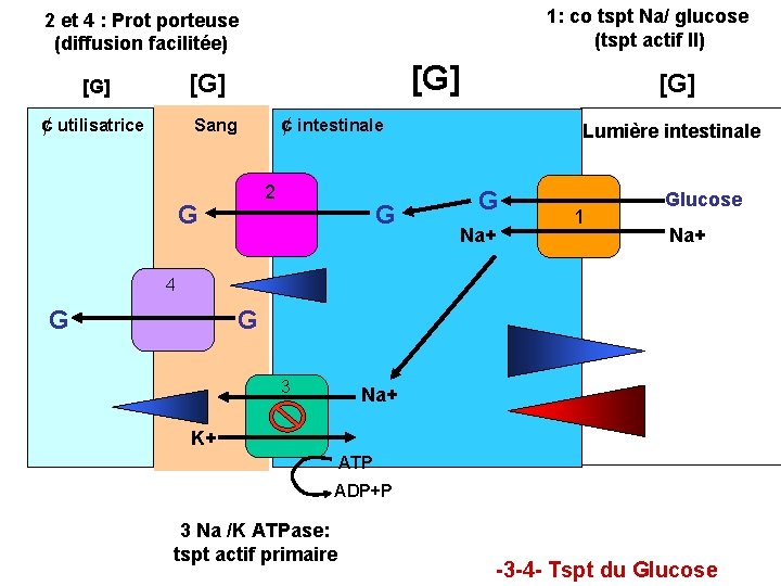 1: co tspt Na/ glucose (tspt actif II) 2 et 4 : Prot porteuse