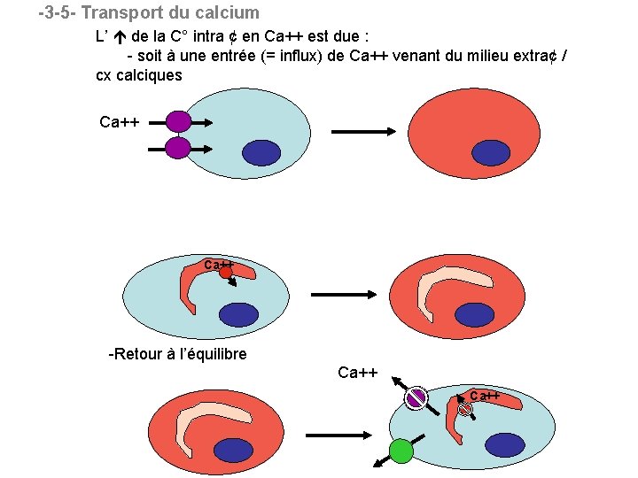-3 -5 - Transport du calcium L’ de la C° intra ¢ en Ca++