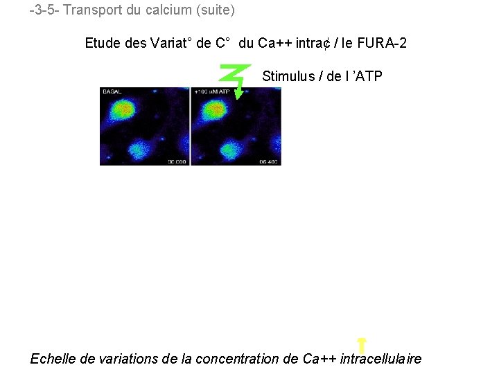-3 -5 - Transport du calcium (suite) Etude des Variat° de C° du Ca++