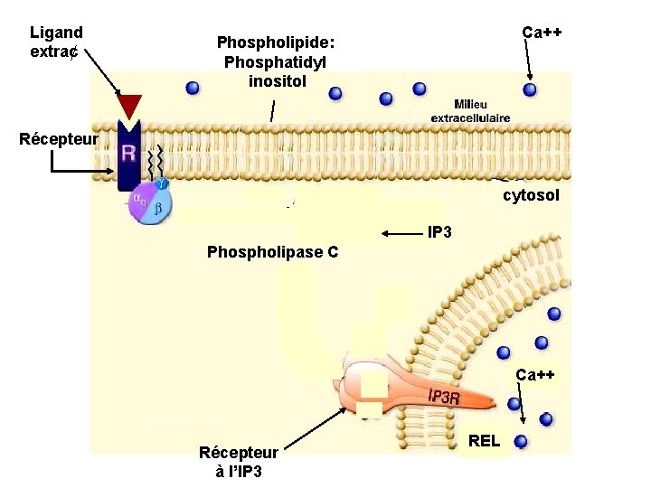 Ligand extra¢ Ca++ Phospholipide: Phosphatidyl inositol Récepteur cytosol IP 3 Phospholipase C Ca++ Récepteur