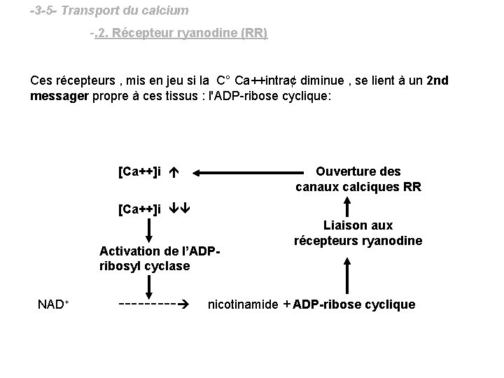 -3 -5 - Transport du calcium -. 2. Récepteur ryanodine (RR) Ces récepteurs ,