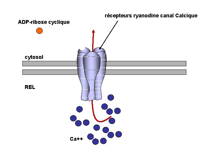 récepteurs ryanodine canal Calcique ADP-ribose cyclique cytosol REL Ca++ 