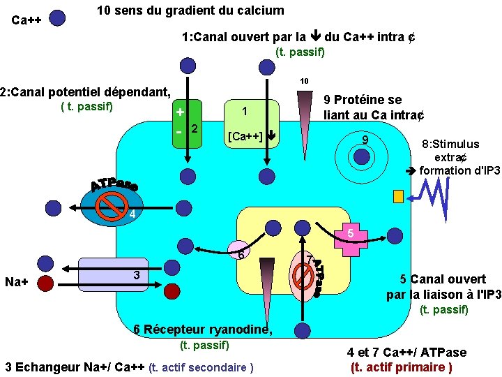 Ca++ 10 sens du gradient du calcium 1: Canal ouvert par la du Ca++