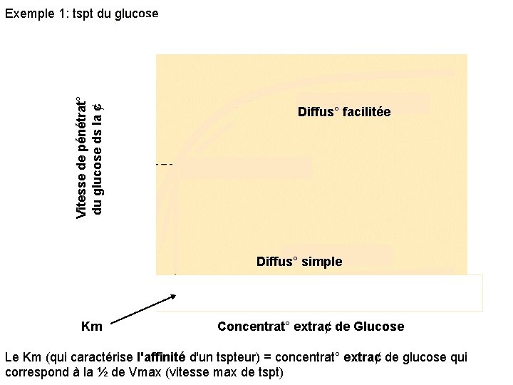 Vitesse de pénétrat° du glucose ds la ¢ Exemple 1: tspt du glucose Diffus°
