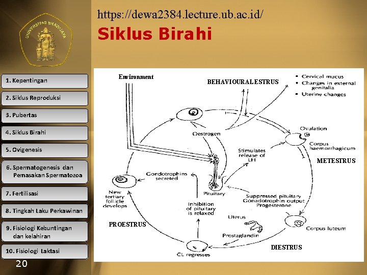 https: //dewa 2384. lecture. ub. ac. id/ Siklus Birahi 1. Kepentingan Environment BEHAVIOURAL ESTRUS