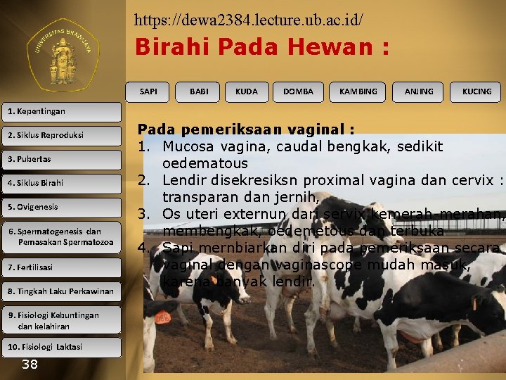 https: //dewa 2384. lecture. ub. ac. id/ Birahi Pada Hewan : SAPI BABI KUDA