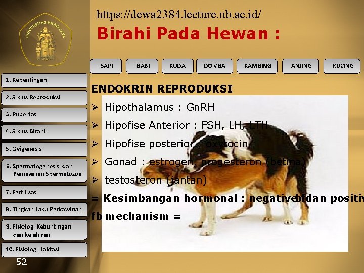 https: //dewa 2384. lecture. ub. ac. id/ Birahi Pada Hewan : SAPI 1. Kepentingan