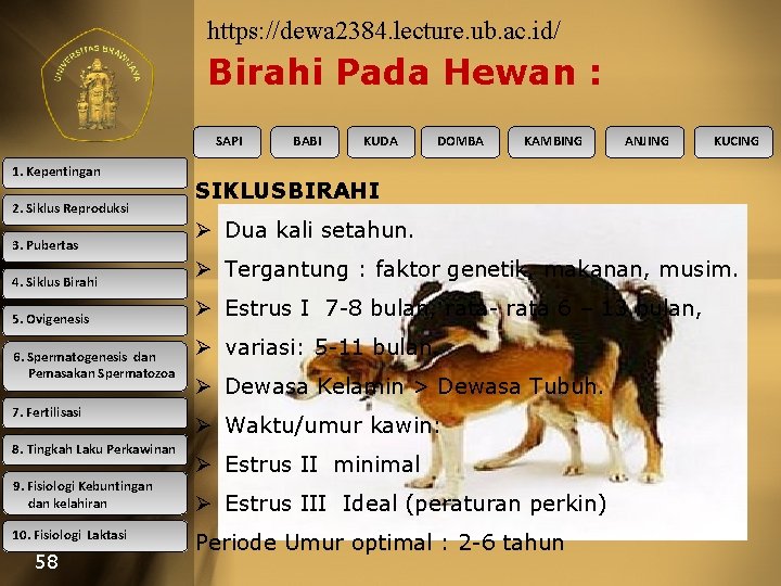 https: //dewa 2384. lecture. ub. ac. id/ Birahi Pada Hewan : SAPI 1. Kepentingan
