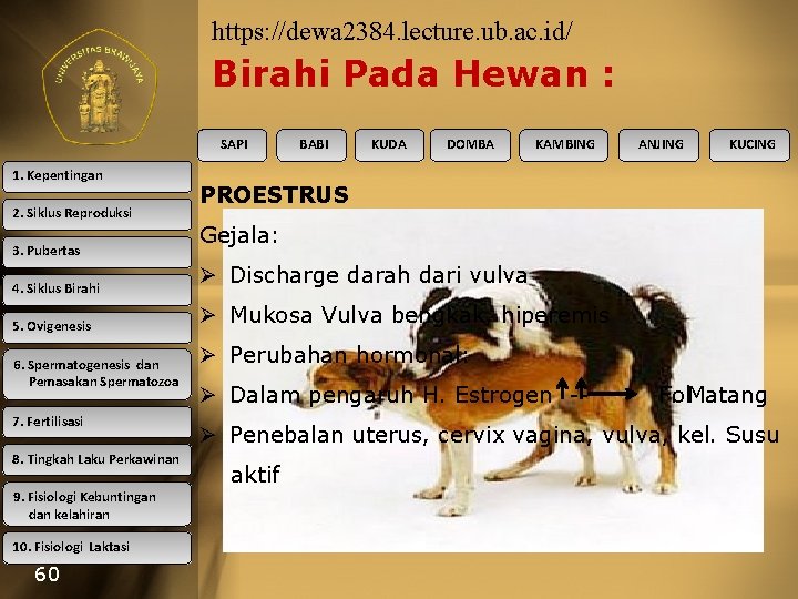 https: //dewa 2384. lecture. ub. ac. id/ Birahi Pada Hewan : SAPI 1. Kepentingan