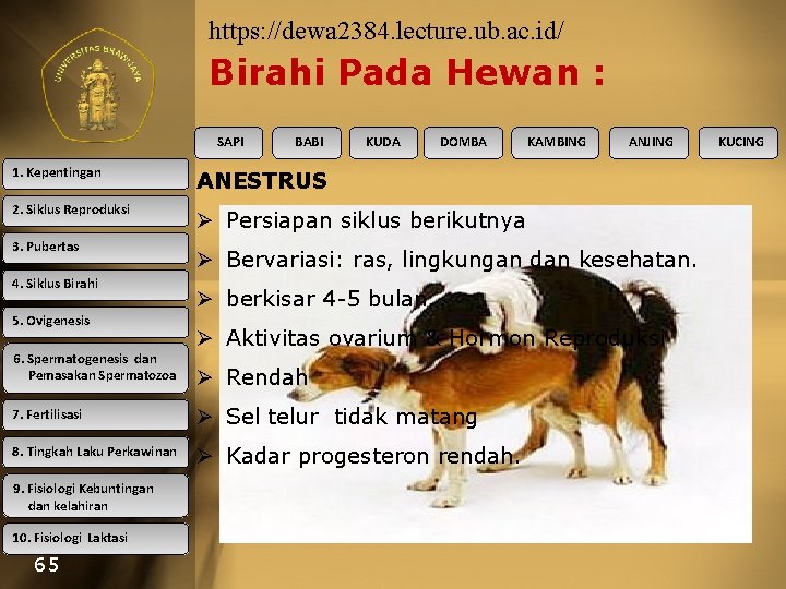 https: //dewa 2384. lecture. ub. ac. id/ Birahi Pada Hewan : SAPI BABI KUDA