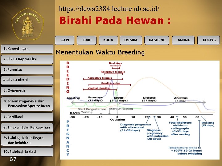 https: //dewa 2384. lecture. ub. ac. id/ Birahi Pada Hewan : SAPI 1. Kepentingan