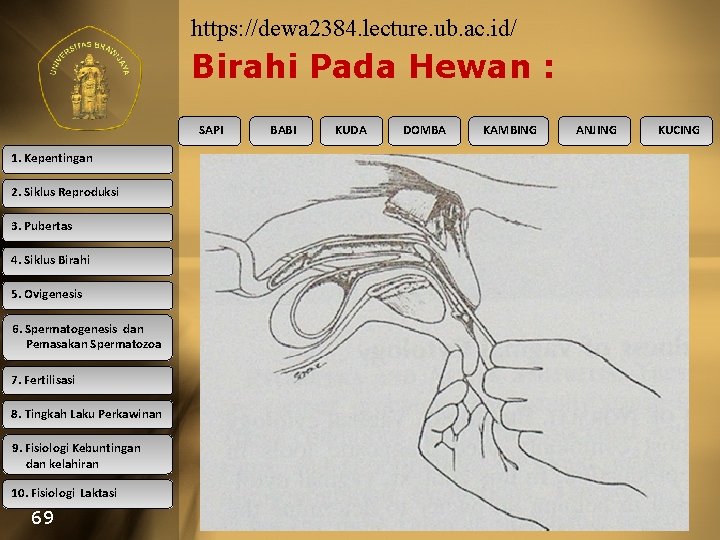 https: //dewa 2384. lecture. ub. ac. id/ Birahi Pada Hewan : SAPI 1. Kepentingan