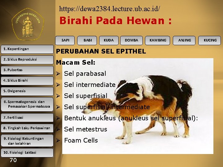 https: //dewa 2384. lecture. ub. ac. id/ Birahi Pada Hewan : SAPI BABI KUDA