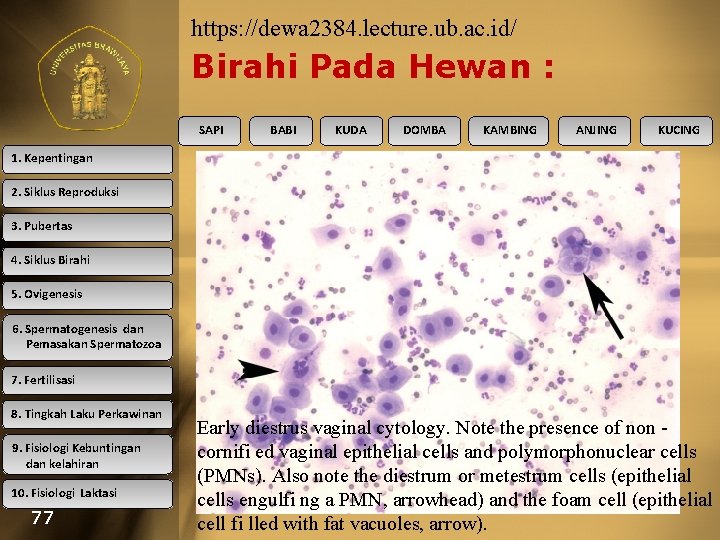 https: //dewa 2384. lecture. ub. ac. id/ Birahi Pada Hewan : SAPI BABI KUDA