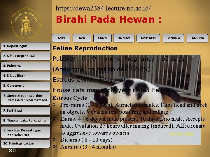 https: //dewa 2384. lecture. ub. ac. id/ Birahi Pada Hewan : SAPI BABI KUDA