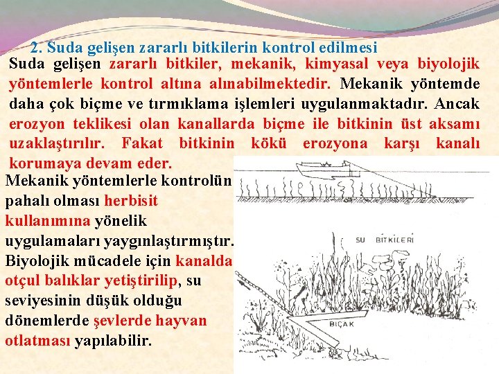 2. Suda gelişen zararlı bitkilerin kontrol edilmesi Suda gelişen zararlı bitkiler, mekanik, kimyasal veya