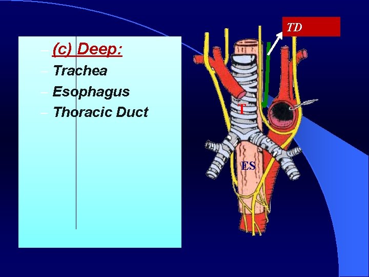 TD – (c) Deep: – Trachea – Esophagus – Thoracic Duct T ES 