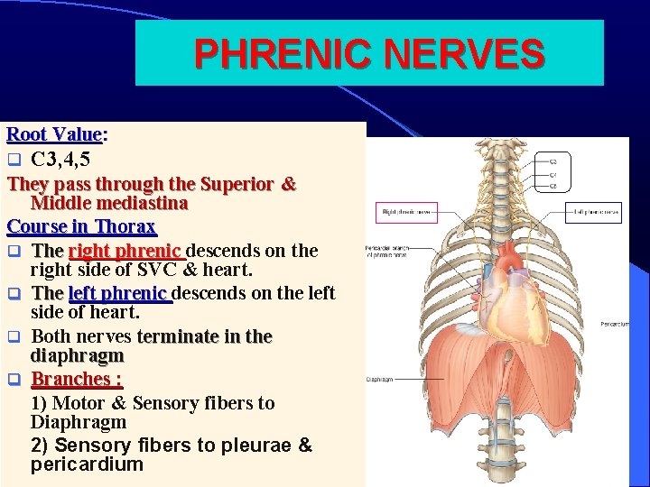 PHRENIC NERVES Root Value: q C 3, 4, 5 They pass through the Superior