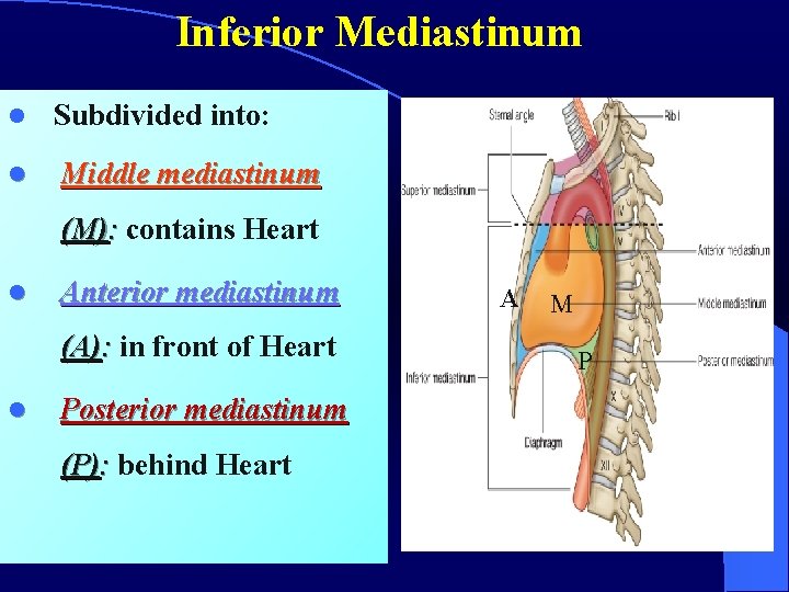 Inferior Mediastinum l Subdivided into: l Middle mediastinum (M): contains Heart l Anterior mediastinum