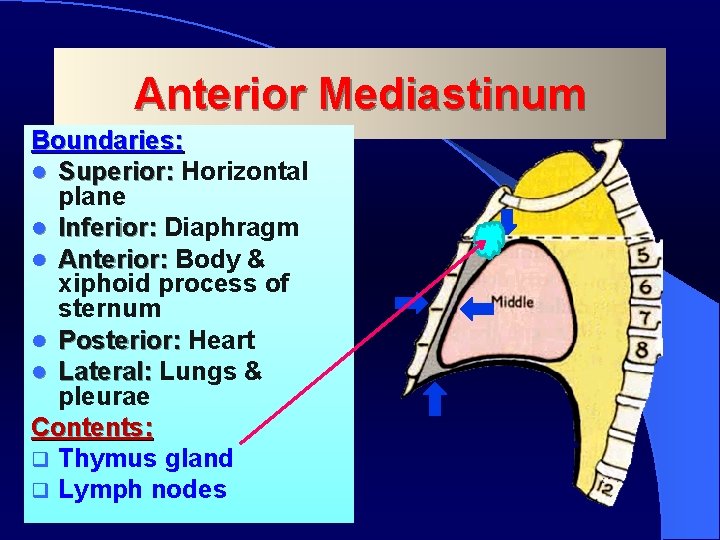 Anterior Mediastinum Boundaries: l Superior: Horizontal plane l Inferior: Diaphragm l Anterior: Body &