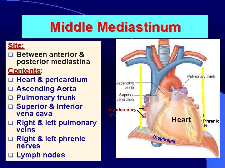 Middle Mediastinum Site: q Between anterior & posterior mediastina Contents: q Heart & pericardium