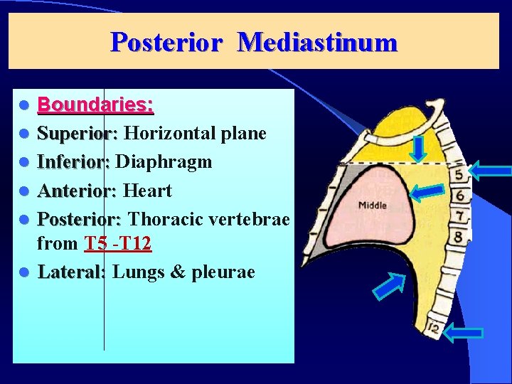 Posterior Mediastinum l l l Boundaries: Superior: Horizontal plane Inferior: Diaphragm Anterior: Heart Posterior: