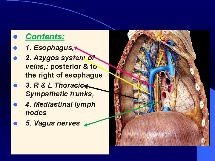 l Contents: l 1. Esophagus, 2. Azygos system of veins, : posterior & to