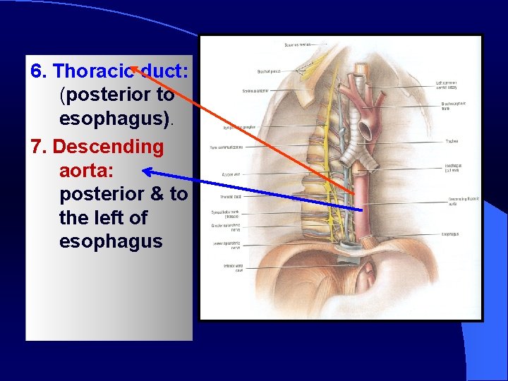 6. Thoracic duct: (posterior to esophagus). 7. Descending aorta: posterior & to the left