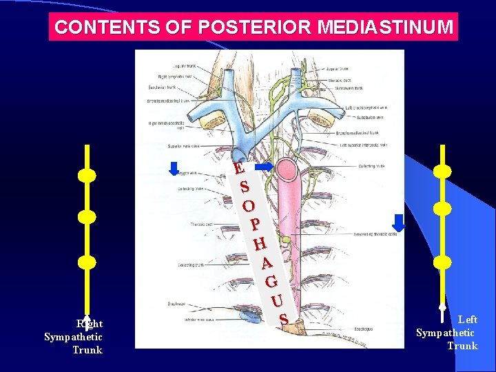 CONTENTS OF POSTERIOR MEDIASTINUM Right Sympathetic Trunk E S O P H A G